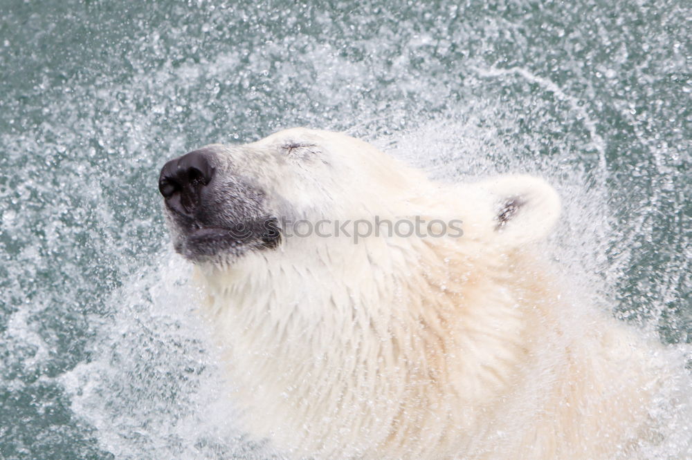 Similar – Image, Stock Photo head shaking polar bear / head shaking polar bear