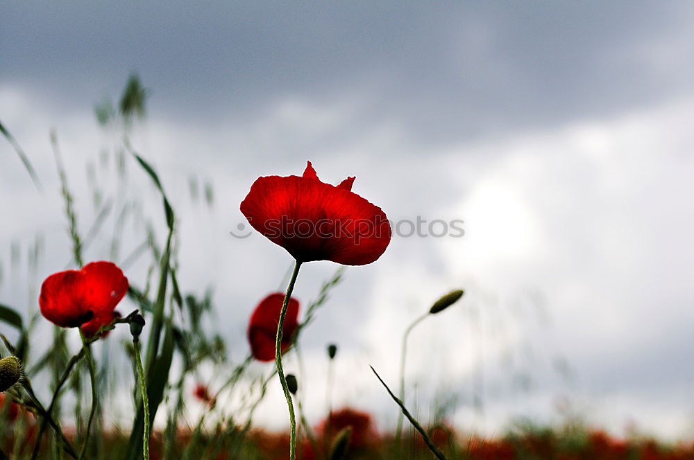 Similar – poppy field Environment