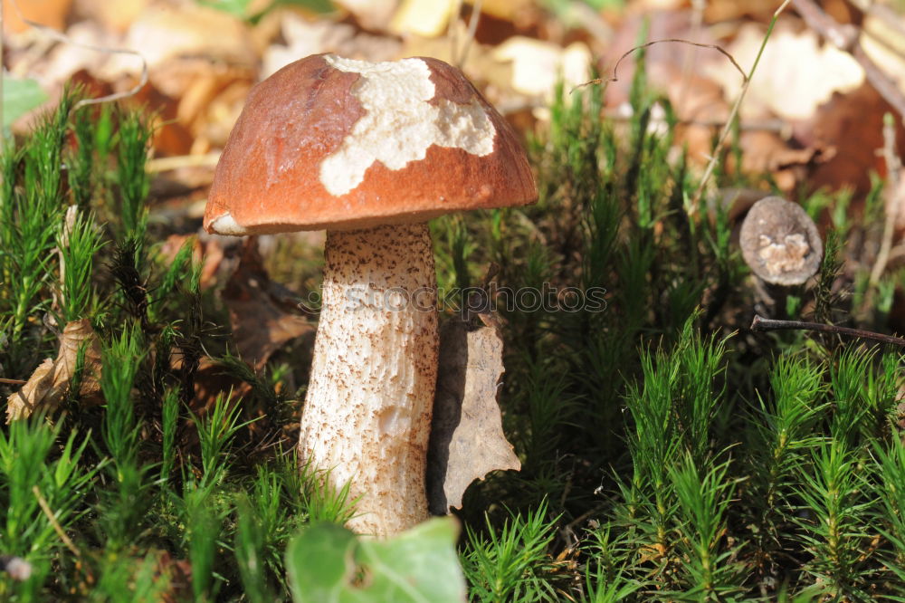 Similar – Foto Bild Stachelköpfchen Natur