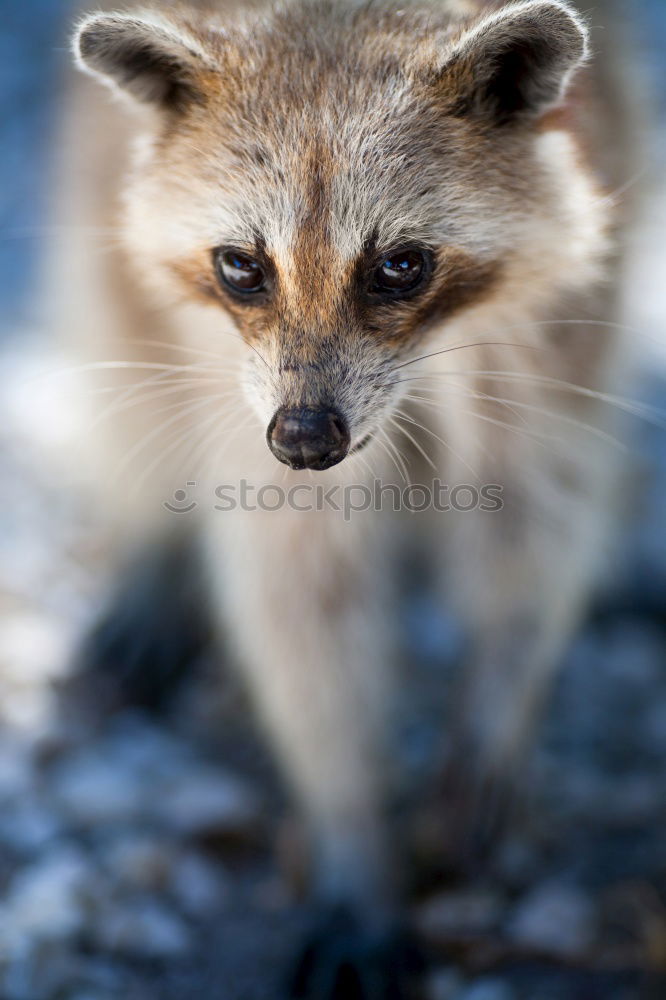 Similar – raccoon couple, together we are strong