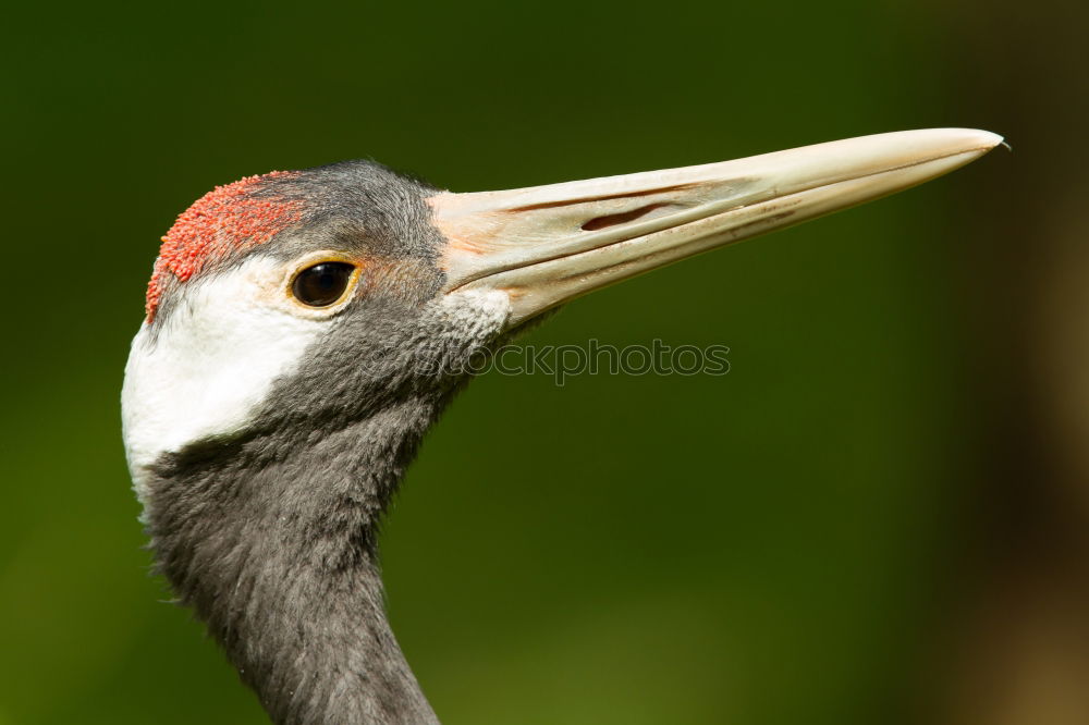 Sarus Crane Environment