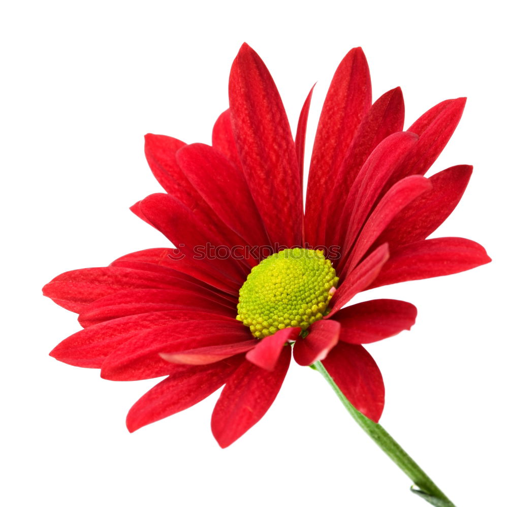 Similar – lady in red … Gerbera