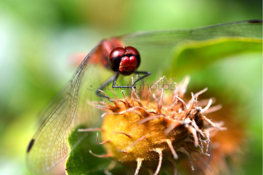 Similar – Image, Stock Photo dragonfly Lifestyle