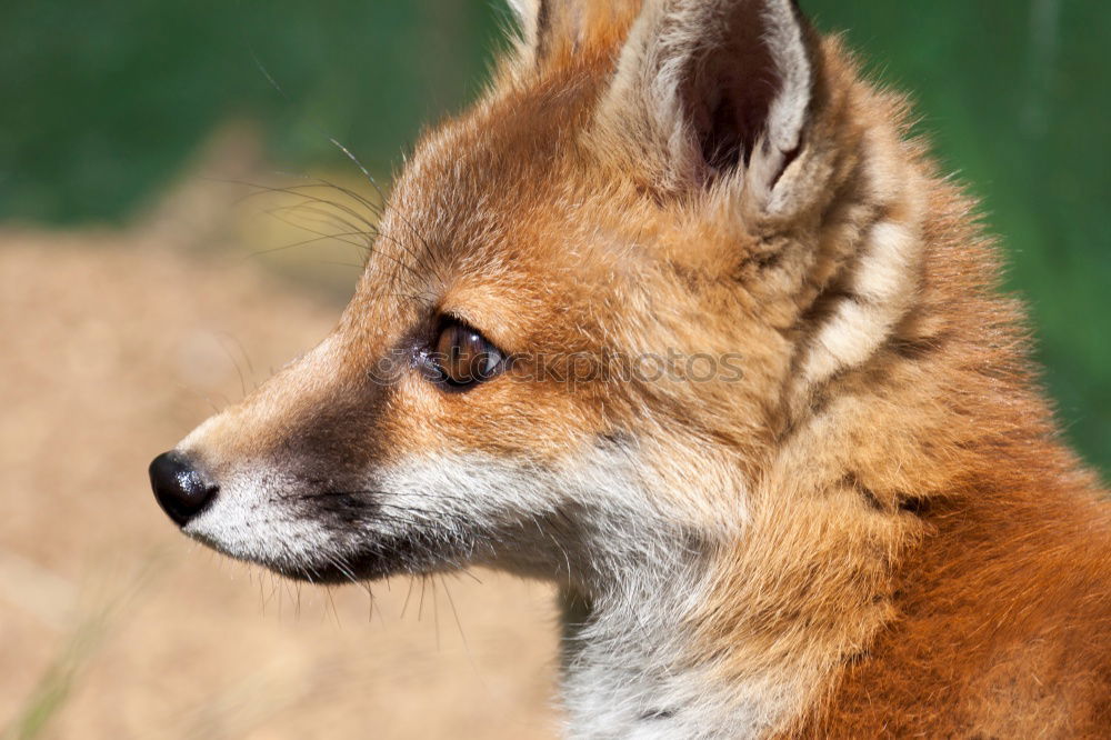 Similar – cute little fox cub Happy