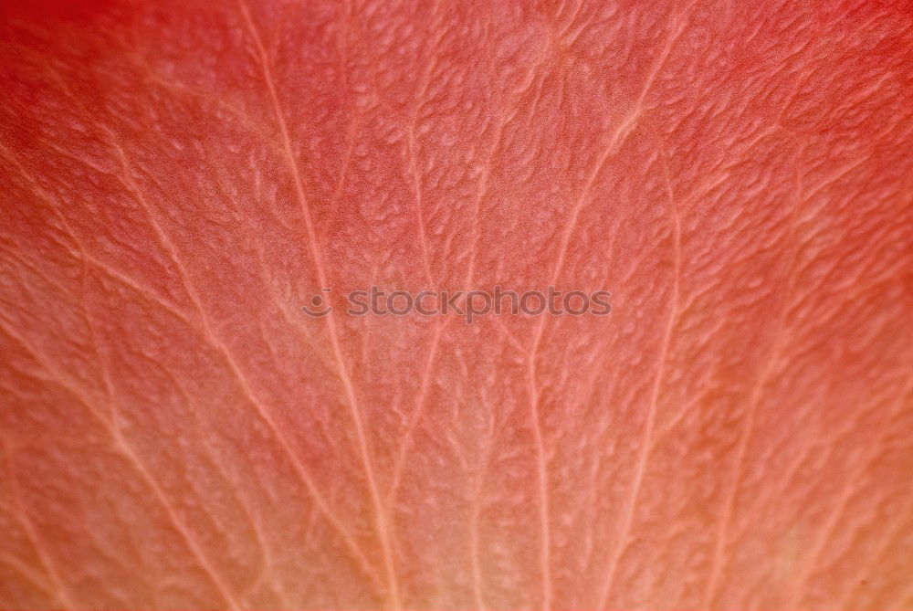 Similar – Close up of a tulip petal