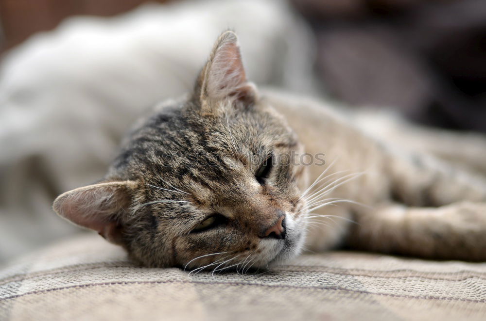 Similar – Image, Stock Photo Sweet, soft and lazy
