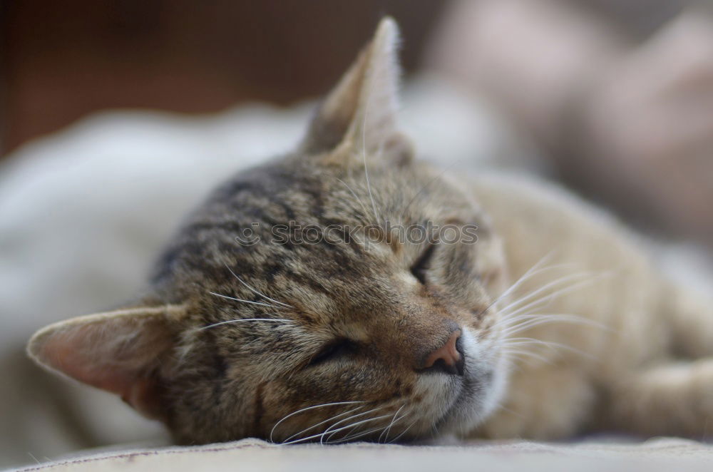 Similar – Image, Stock Photo Cat’s life!