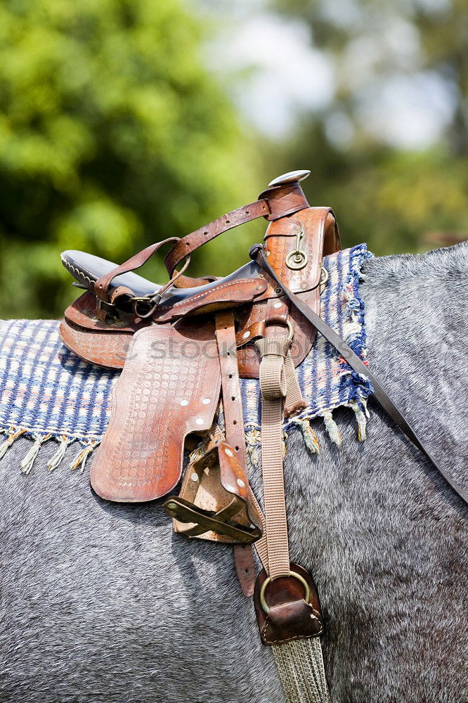 Similar – Image, Stock Photo Man saddling a horse and tighten the girth. Foreground.