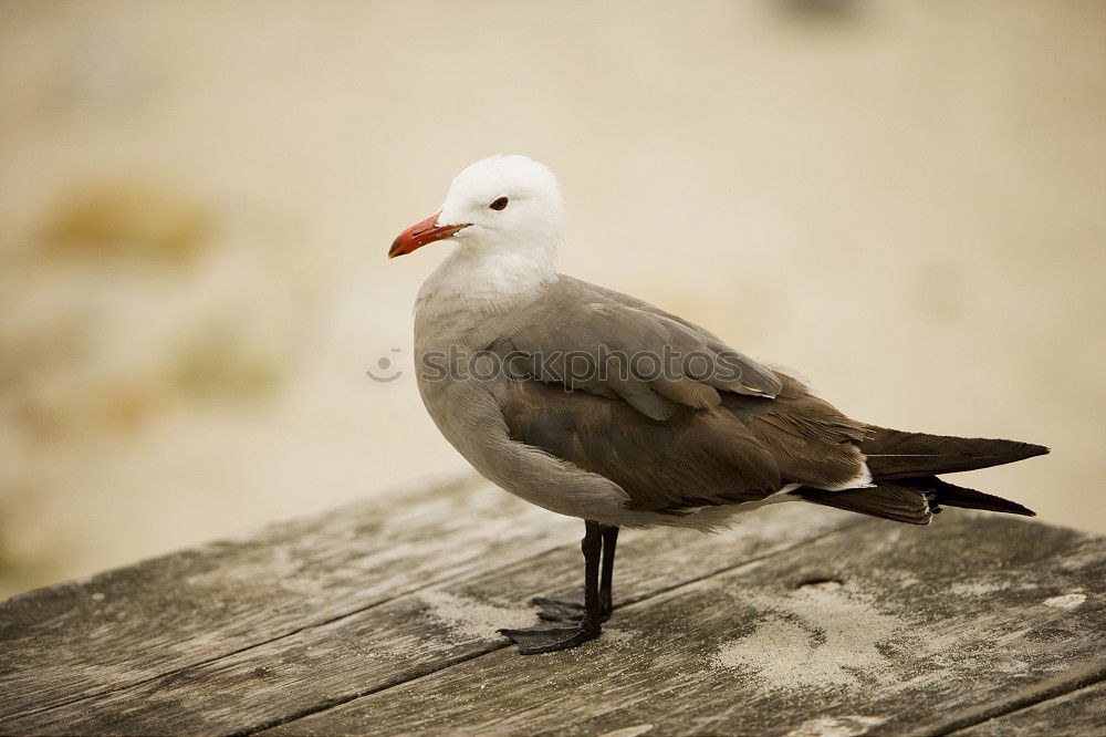 Similar – Möwe auf Geländer in Australien