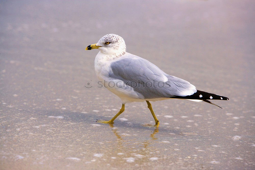 Similar – Image, Stock Photo bawler Nature Sand Water