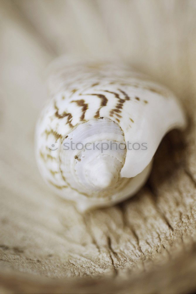 Similar – Image, Stock Photo Hermit crab in the sand