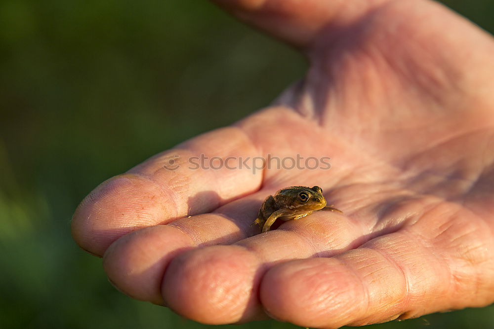 Similar – small snail Happy