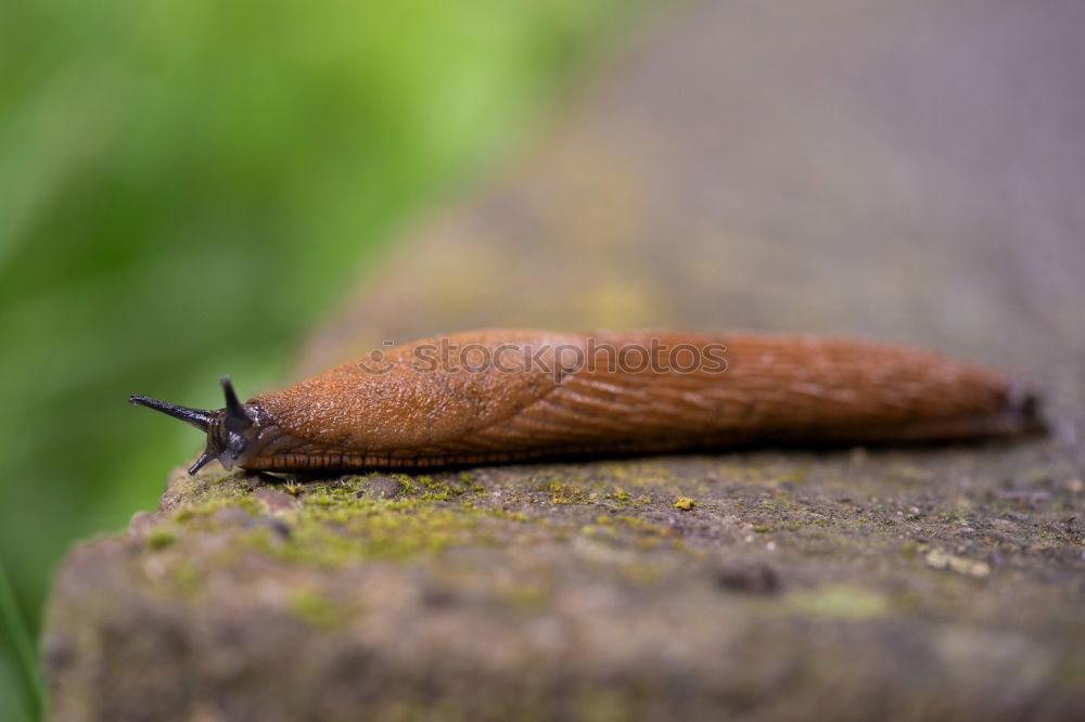 Similar – Autumn messenger (acorn)