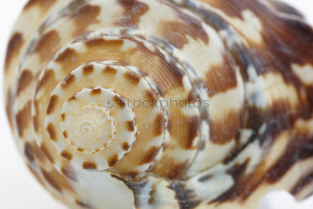 Image, Stock Photo SNAIL Nature Animal