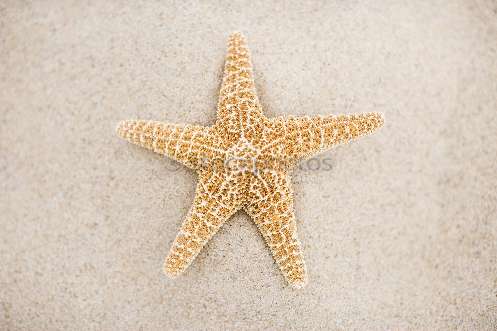 Similar – Starfish and feet on the beach