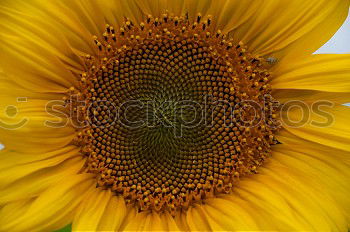 Similar – Image, Stock Photo sunflower Summer