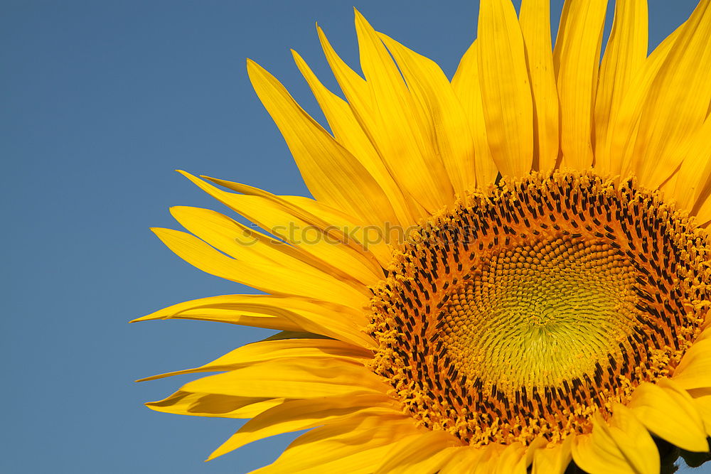 beschenkt Sonnenblume