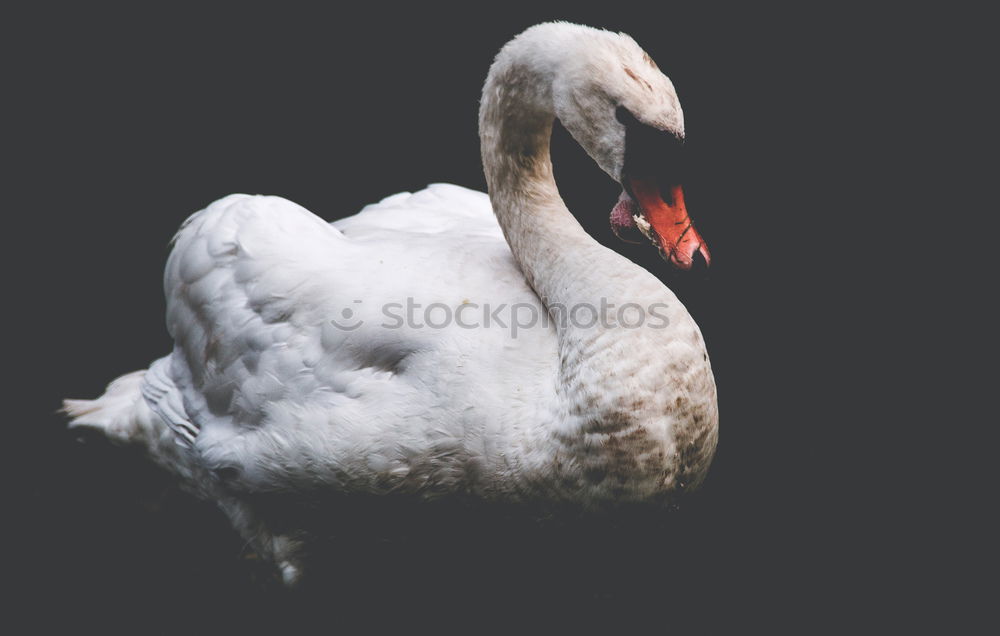 Similar – Weisser Schwan vor dunklem Hintergrund im Landeanflug