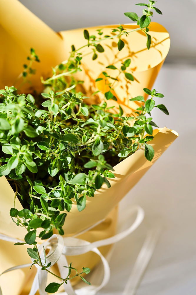 Similar – Image, Stock Photo paper bag with golden chanterelle and rosemary spice