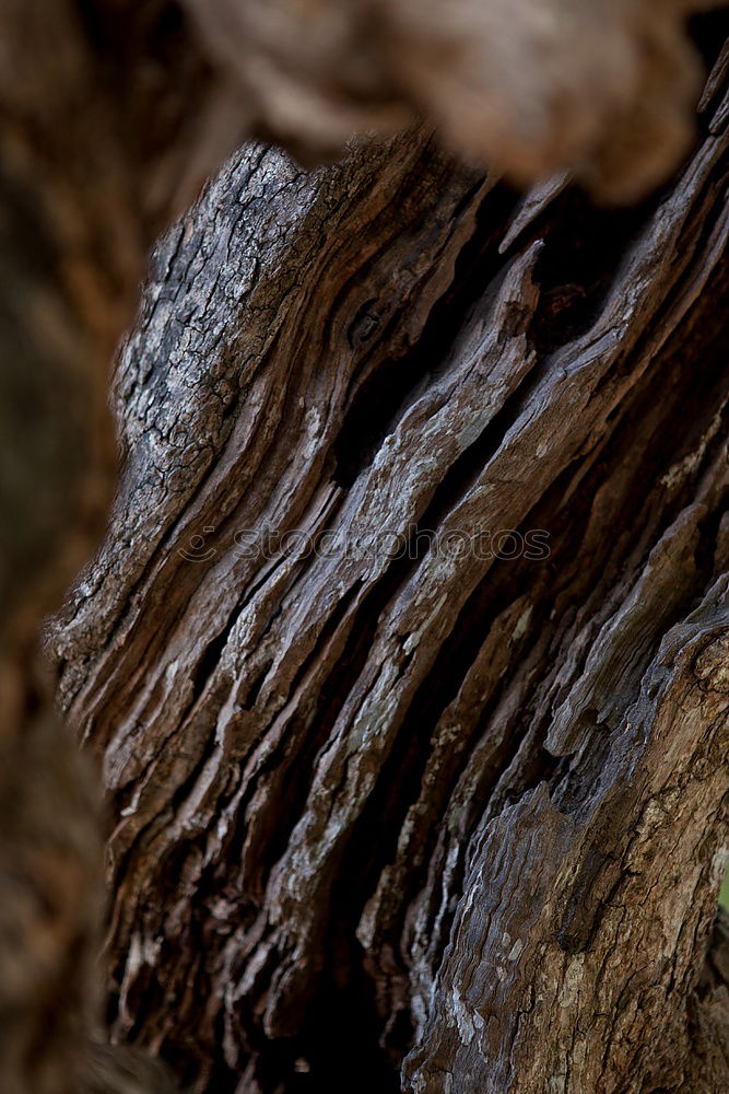 Similar – Holz vor der Hütte braun