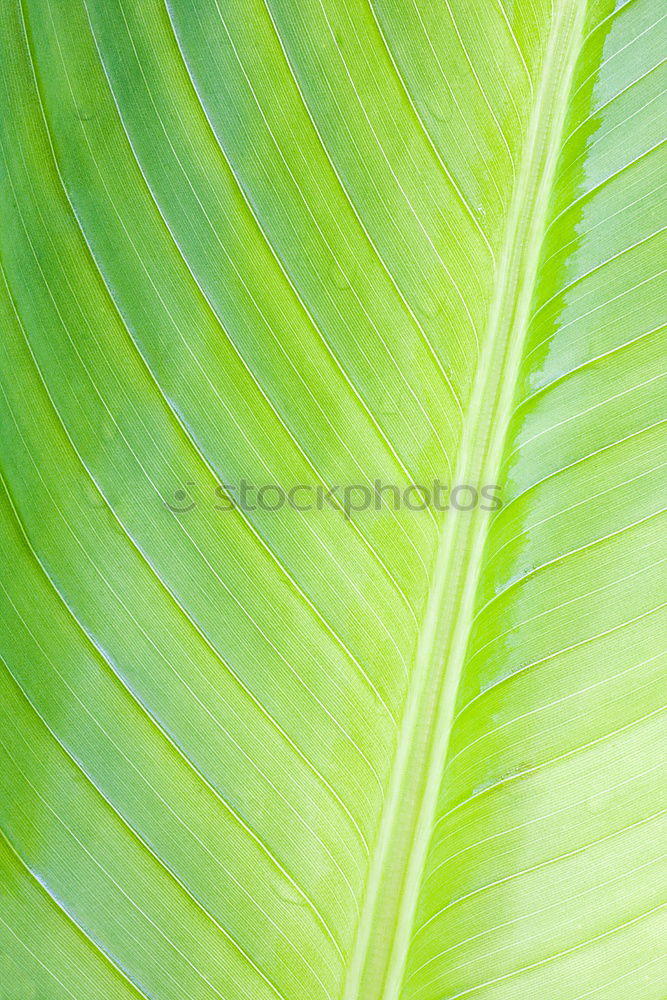 Similar – Foto Bild sukkulente-2 grün Natur