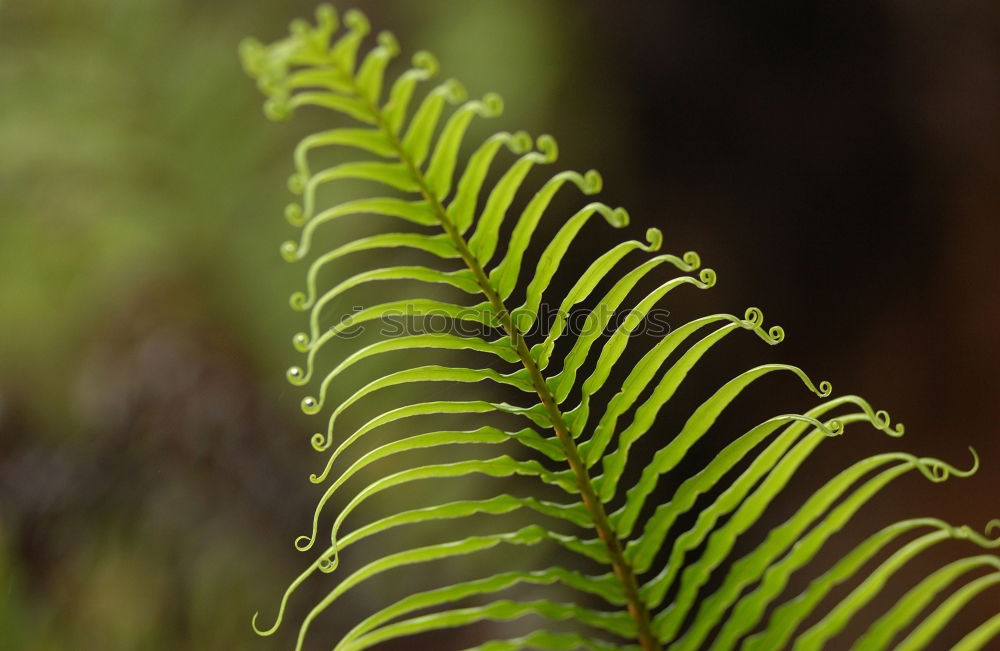 Similar – Image, Stock Photo fern Green Plant Leaf