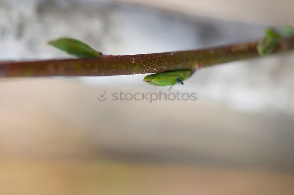 Similar – Es wird Frühling Blatt