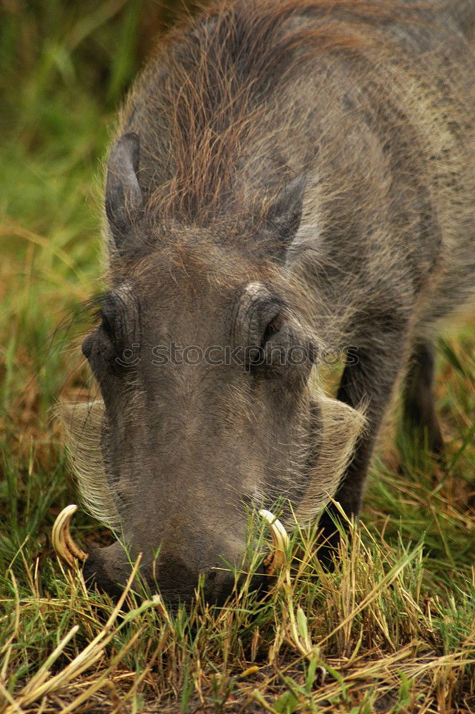 Similar – wild boars Nature Animal