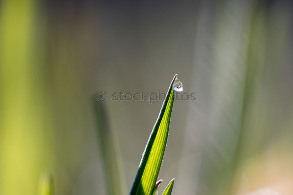 Similar – drops on the green leaves