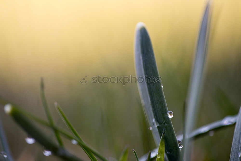 Image, Stock Photo Snowdrops under him.