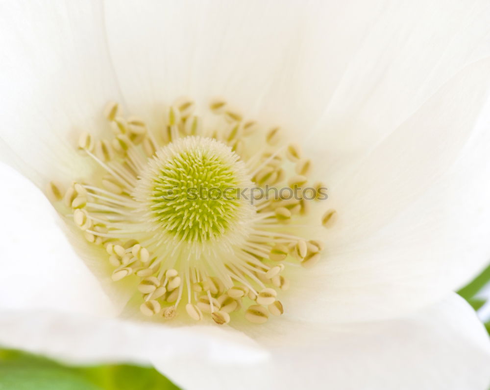 Similar – Clematis; clematis; forest vine; climber,