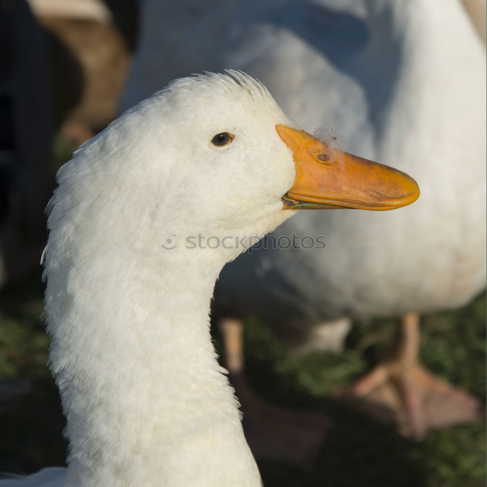 Similar – Foto Bild charlotta Ente weiß schön