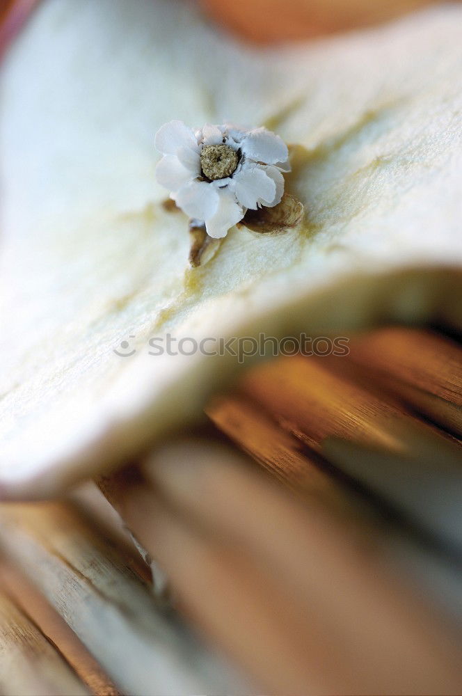 Similar – Onion and garlic bulb partially visible in basket