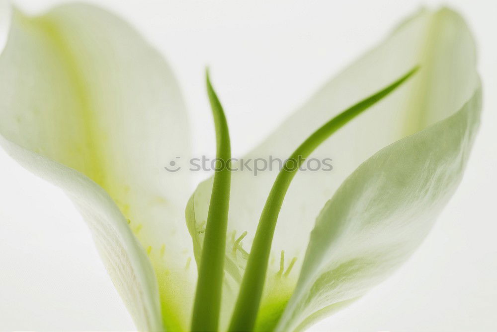 Similar – Foto Bild Nymphaea alba Design
