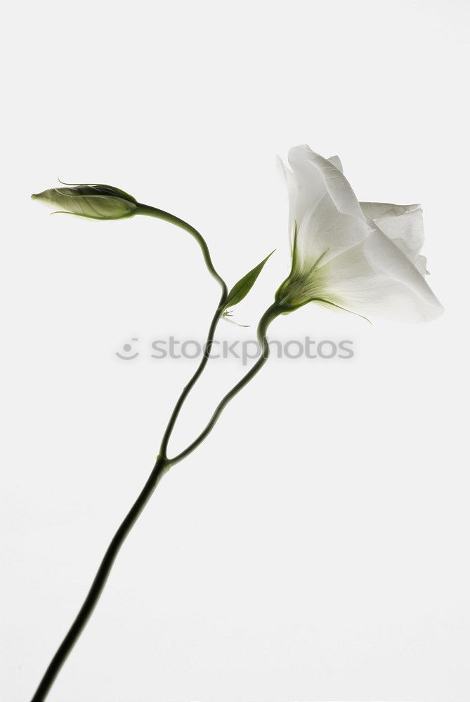 Similar – Image, Stock Photo death by stoning Flower