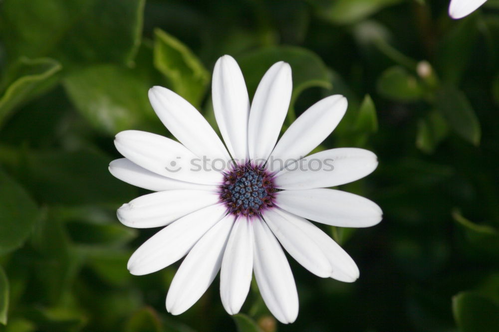 Similar – Wild mallow, Malva sylvestris