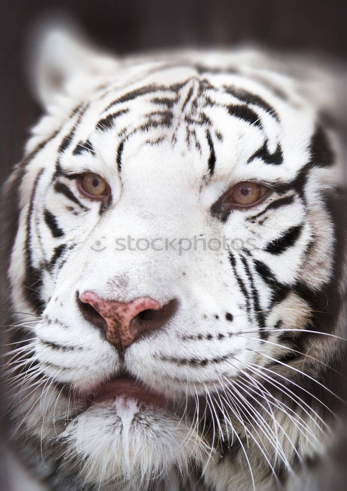 Similar – meow Tiger Siberia