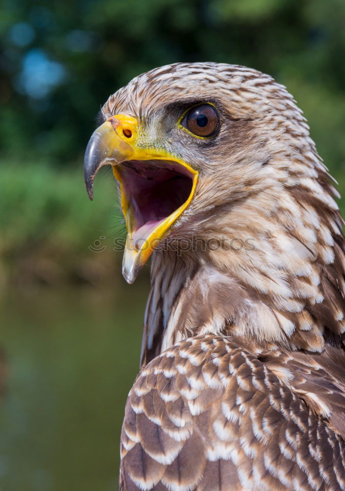 Yellow-billed Kite