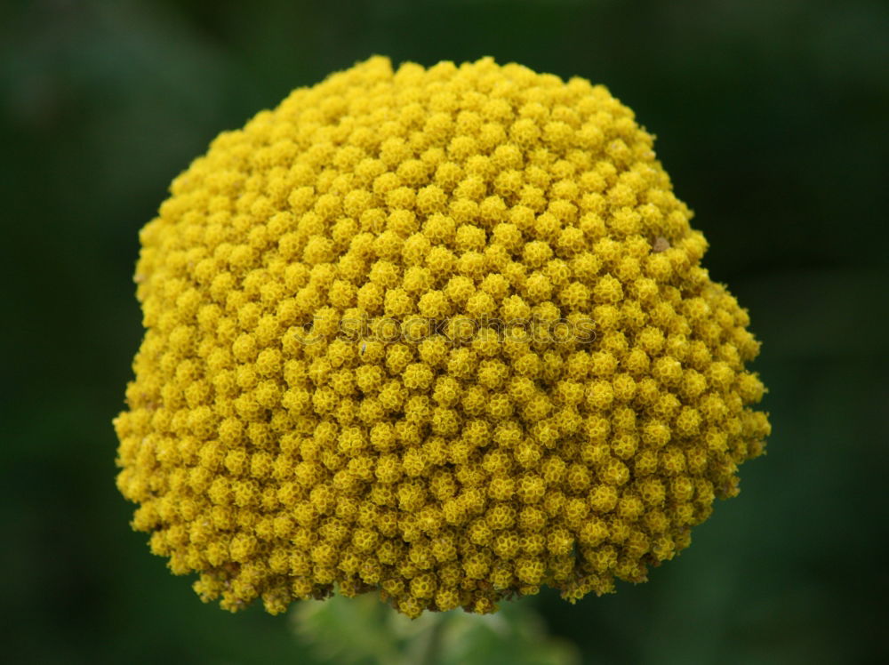 Similar – Foto Bild Sommer 2 gelb Blüte Blume