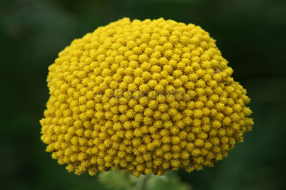 Similar – Foto Bild Sommer 2 gelb Blüte Blume