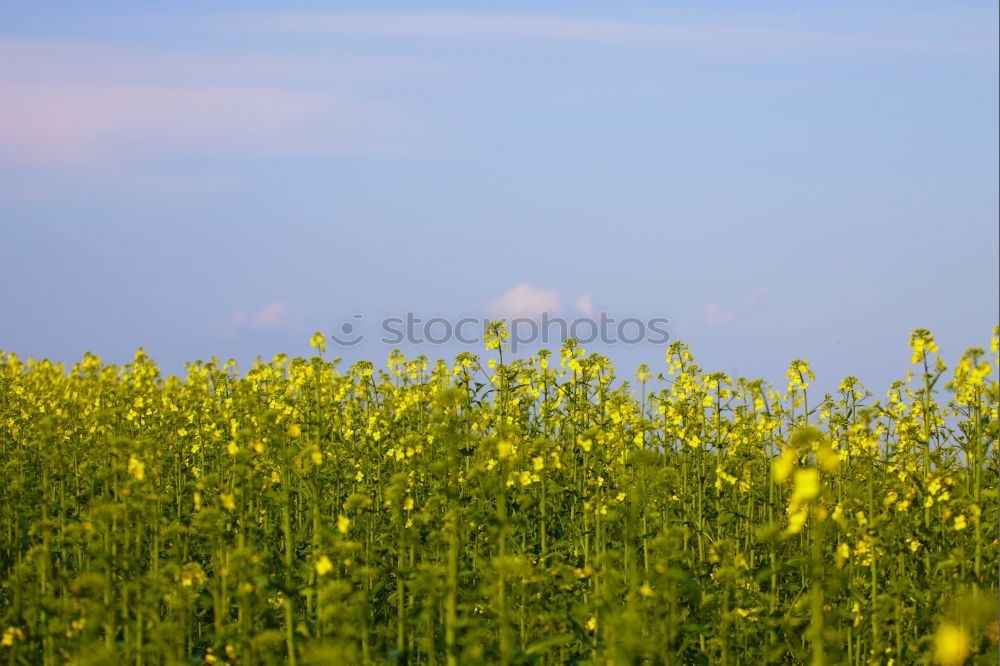 Similar – Yellow Sea Grain