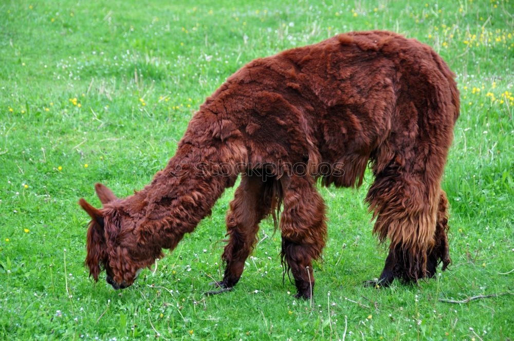 Similar – Foto Bild Gestatten: Kartoffelpü Reh