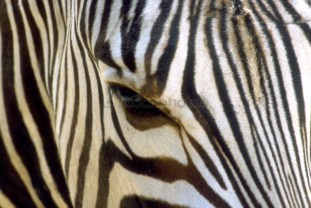 Similar – Streifenarsch. Zebra weiß