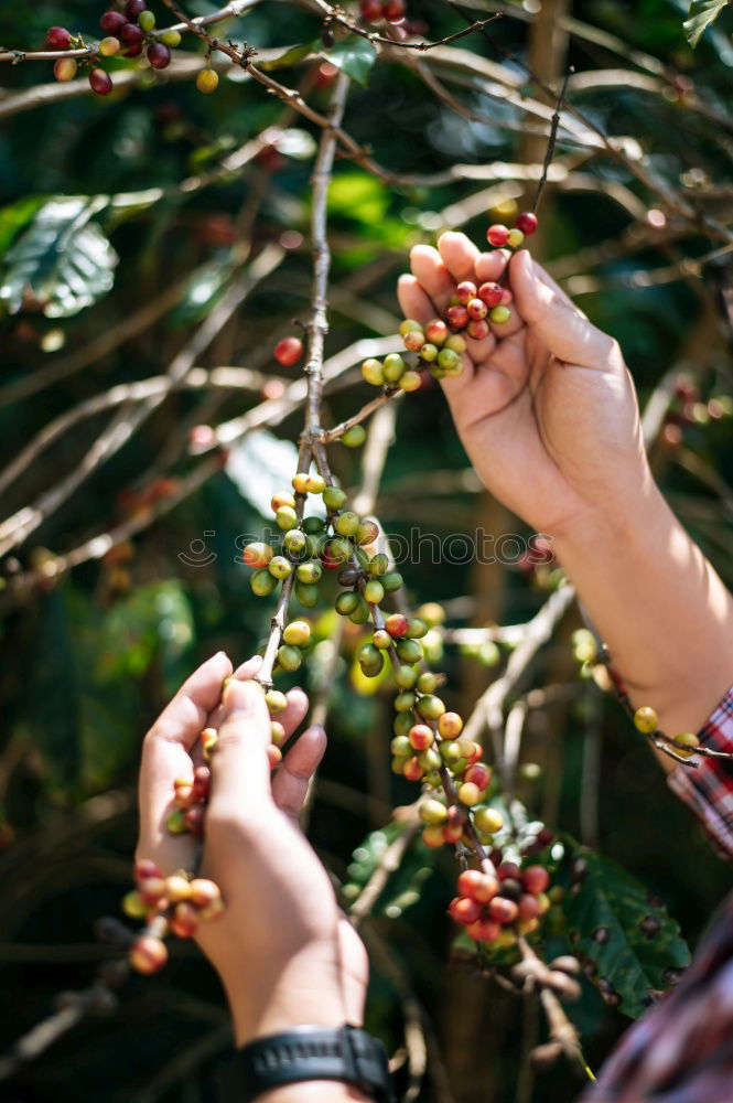 Similar – Image, Stock Photo Woman picking cherry berries from tree