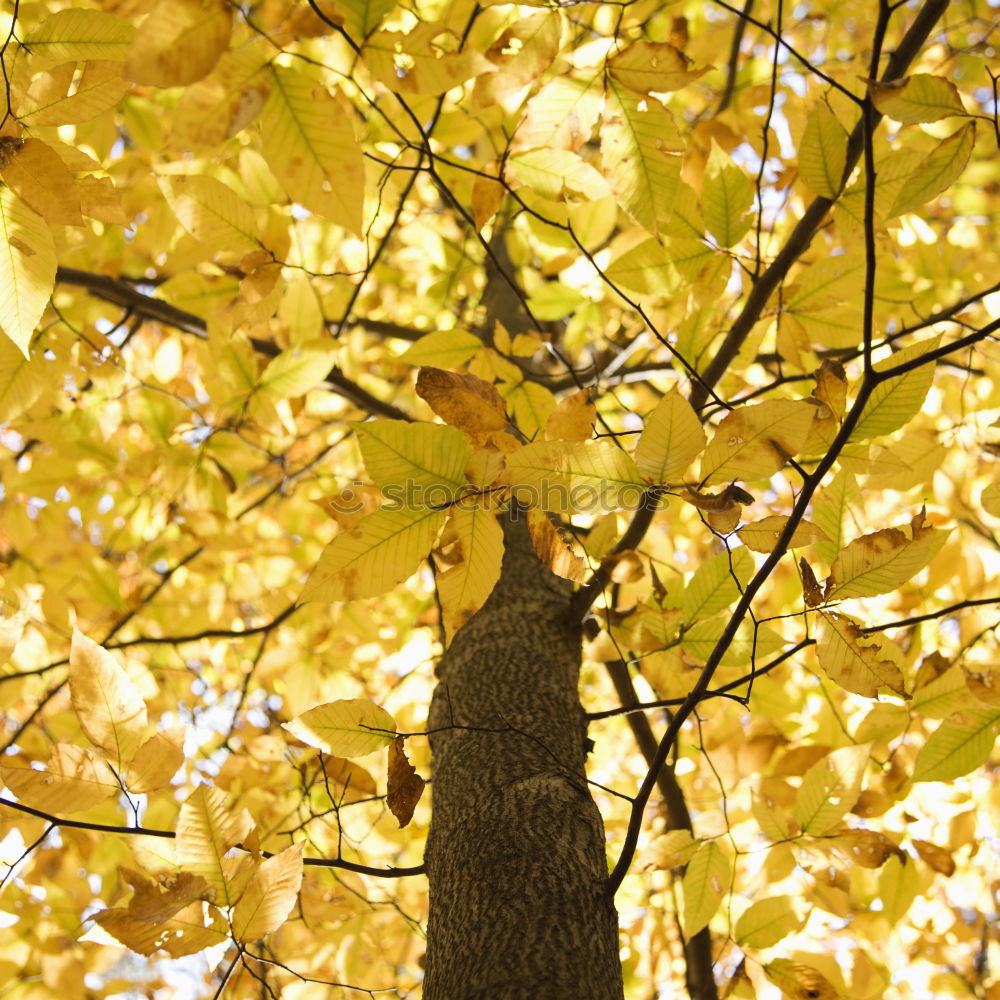 Similar – autumn smell Autumn Leaf