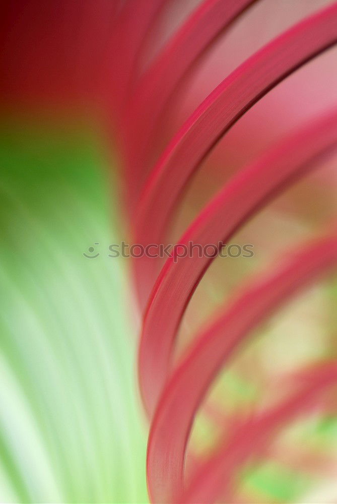 Similar – Tulpe Blüte Blume rot rosa