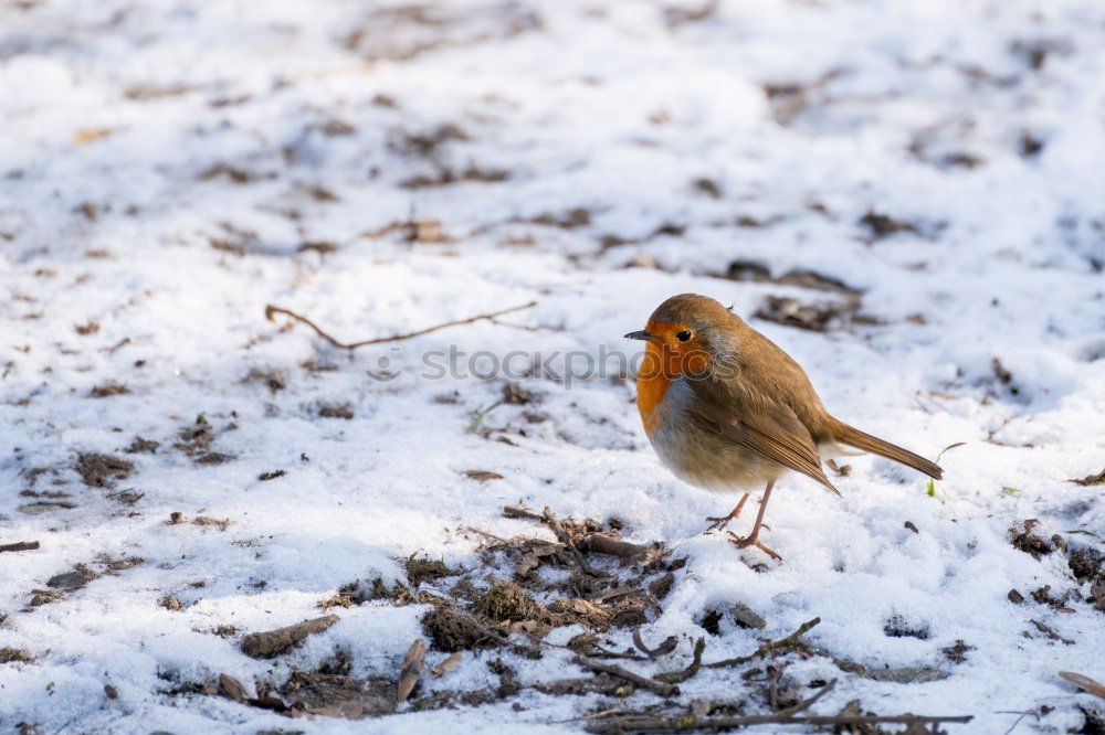 Similar – Juniper Thrush in Winter