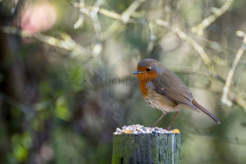 Similar – Image, Stock Photo Robin my little friend