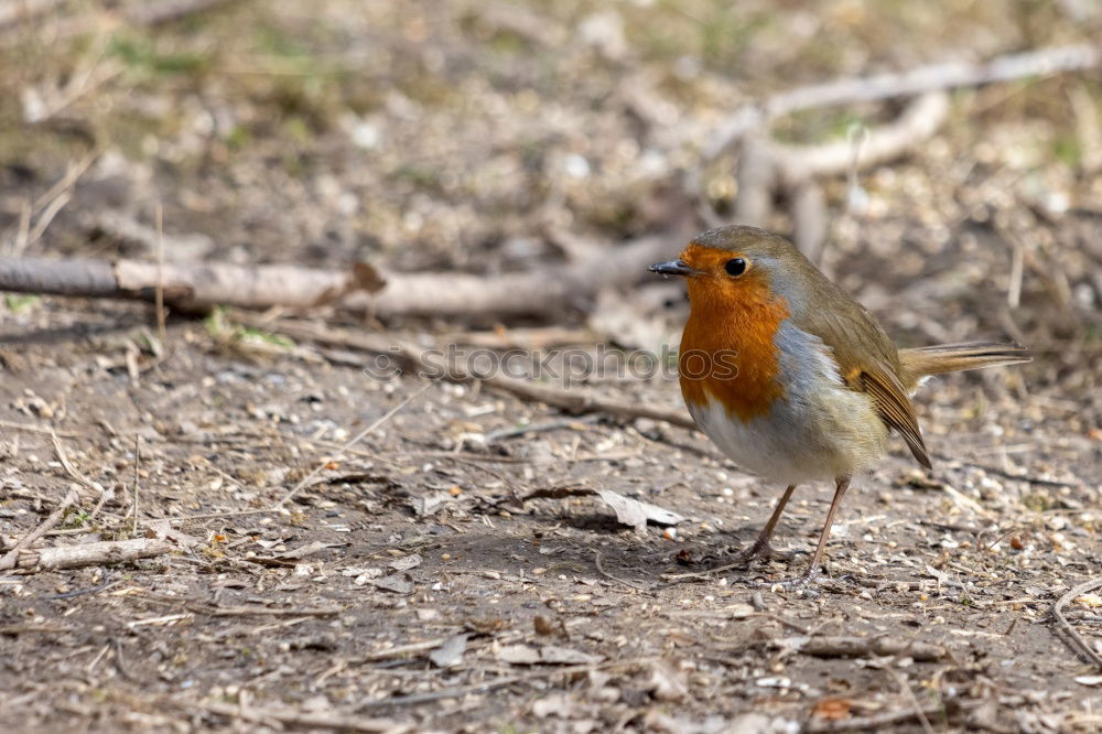 Similar – Image, Stock Photo Robin my little friend