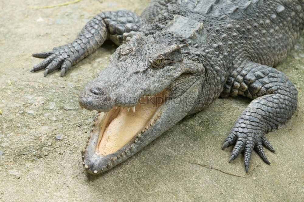 Similar – Horned toad lizard